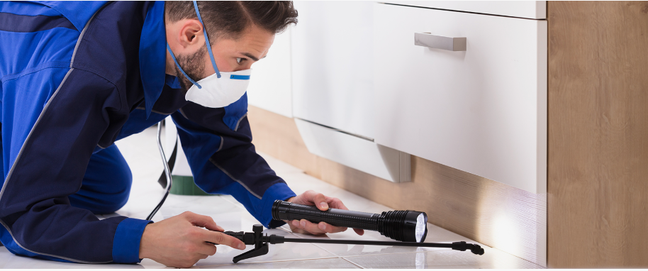 Lancaster pest xpert removal
